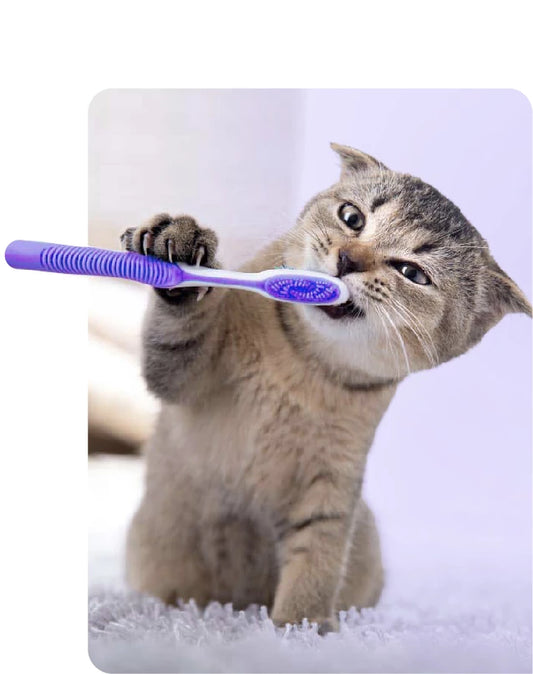 Oral Care