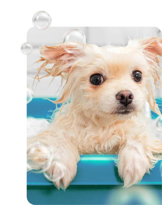 Shampoos