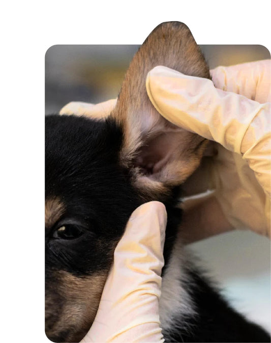 Ear Care